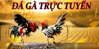 Cách chơi đá gà trực tuyến là gì tại sân chơi 6686 online